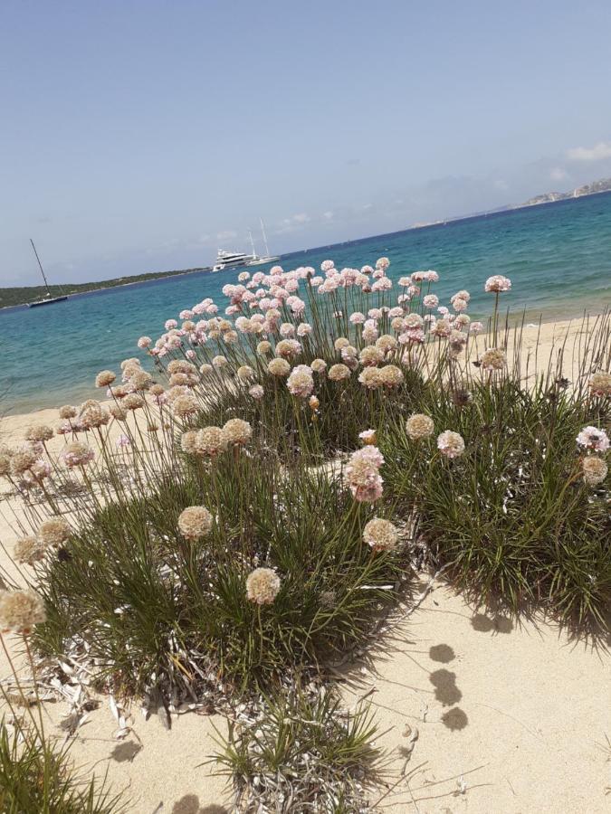 Gli Olivastri Con Piscina,Solarium, Vista Mare ,Sole -Mare E Tanta Natura ,Climatizzatore,Wifi Aglientu Kültér fotó