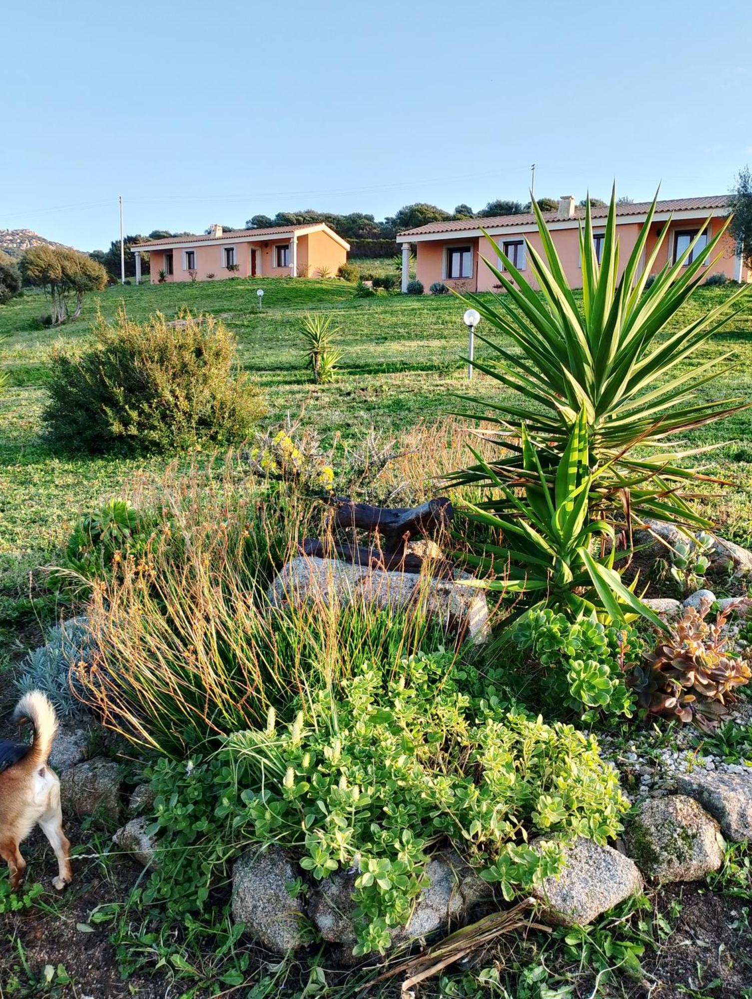Gli Olivastri Con Piscina,Solarium, Vista Mare ,Sole -Mare E Tanta Natura ,Climatizzatore,Wifi Aglientu Kültér fotó