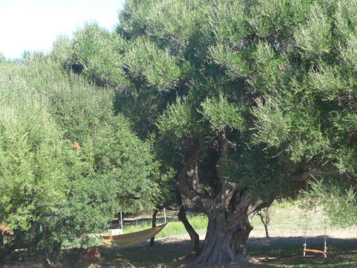 Gli Olivastri Con Piscina,Solarium, Vista Mare ,Sole -Mare E Tanta Natura ,Climatizzatore,Wifi Aglientu Kültér fotó